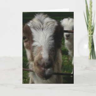 April the LaMancha Goat Card