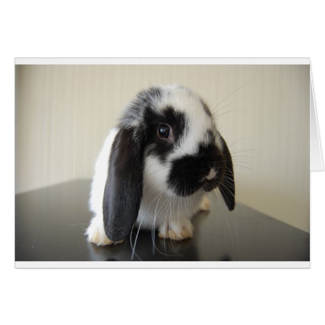 Apron for fair (Front Horizontal)