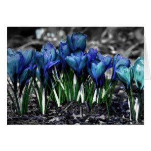 Aqua Blue Crocus Blooms