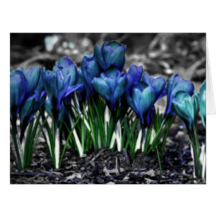 Aqua Blue Crocus Blooms