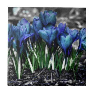 Aqua Blue Crocus Blooms Ceramic Tile
