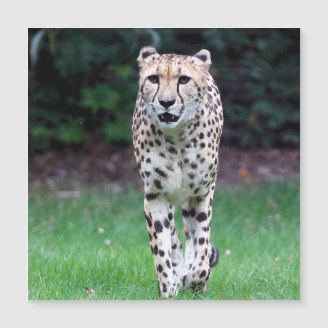 Aqua_Cheetah_20180103 (Front)