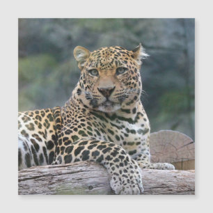 Aqua_Leopard_20180105