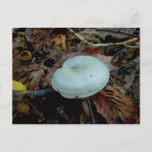 Aqua Mushroom #1 Postcard