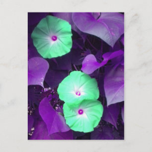 Aqua N Violet Morning Glory postcard