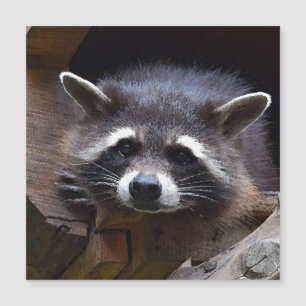 Aqua_Raccoon_20180102