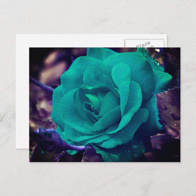 Aqua Rose Flower Personalised Postcard (Front/Back)
