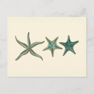 Aquamarine Triple Starfish Postcard