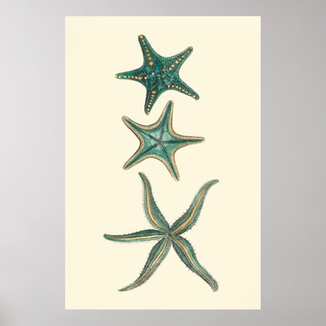 Aquamarine Triple Starfish Poster (Front)