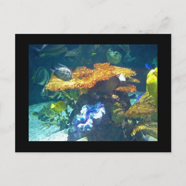 Aquarium Card (Front)
