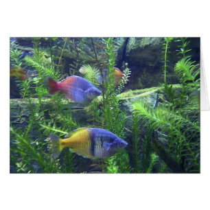 Aquarium Fish