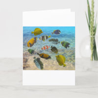 Aquarium with multicolor fishes