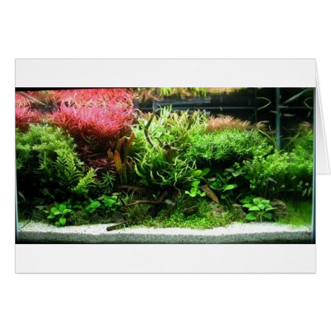 Aquascape (Front Horizontal)