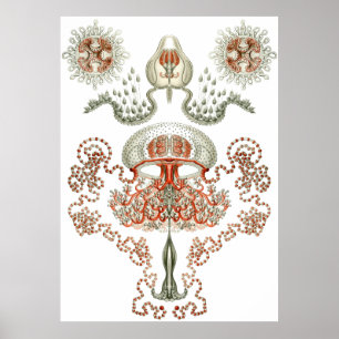Aquatic Art ~ Jellyfish Poster
