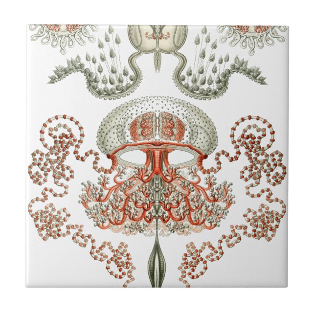 Aquatic Life ~ Haeckel ~ Jellyfish Ceramics Ceramic Tile (Front)