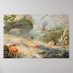 Aquatic Life Of Crustaceans Poster