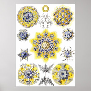 Aquatic Macro Life ~ Haeckel ~ Amoeba Poster