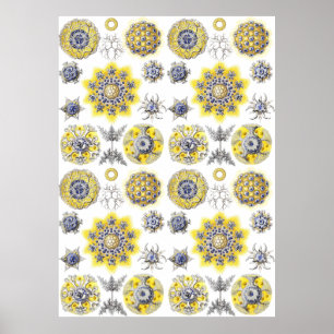 Aquatic Macro Life ~ Haeckel Poster