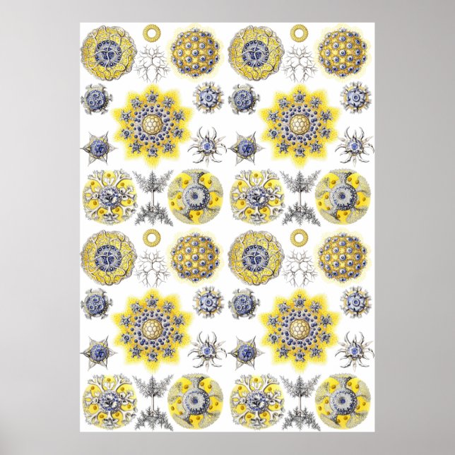 Aquatic Macro Life ~ Haeckel Poster (Front)
