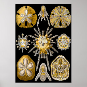 Aquatic Macro Life ~ Haeckel ~ Sea Urchins Poster