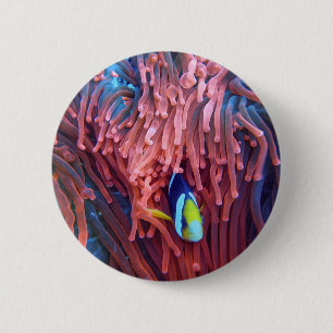 Aquatic Nautical Photos Marine Animal Photography 6 Cm Round Badge