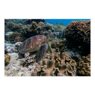 Aquatic Nautical Photos Marine Animal Photography Poster