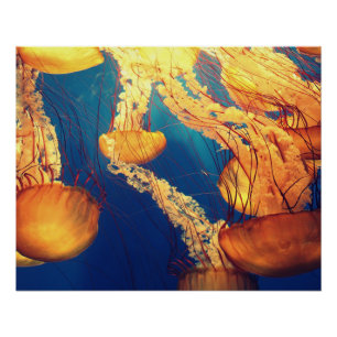 Aquatic Nautical Photos Marine Animal Photography  Poster