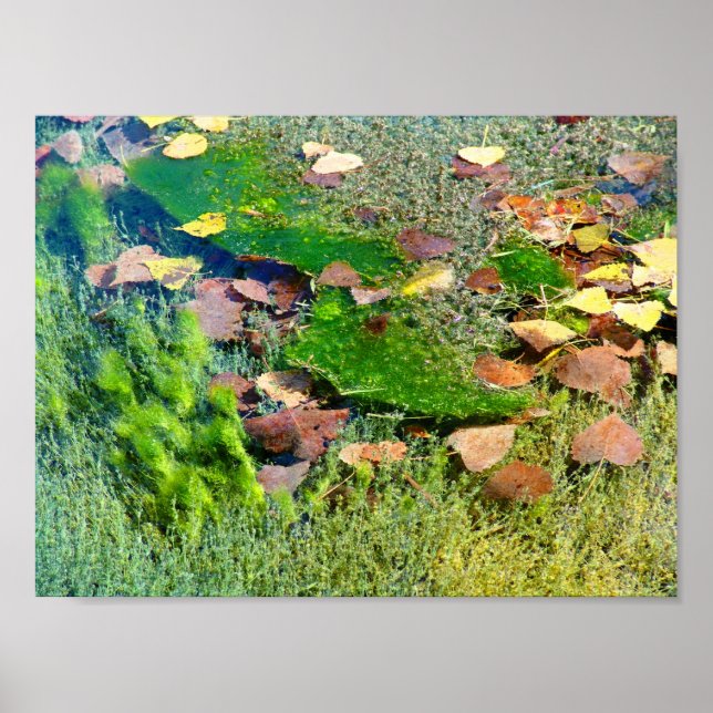 Aquatic Plants in Lincoln Park III - Colour Satura Poster (Front)