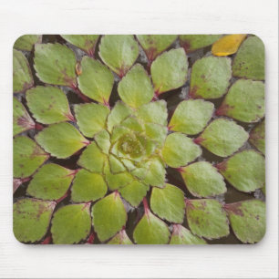 Aquatic Plants Rupununi, Guyana. Mouse Pad