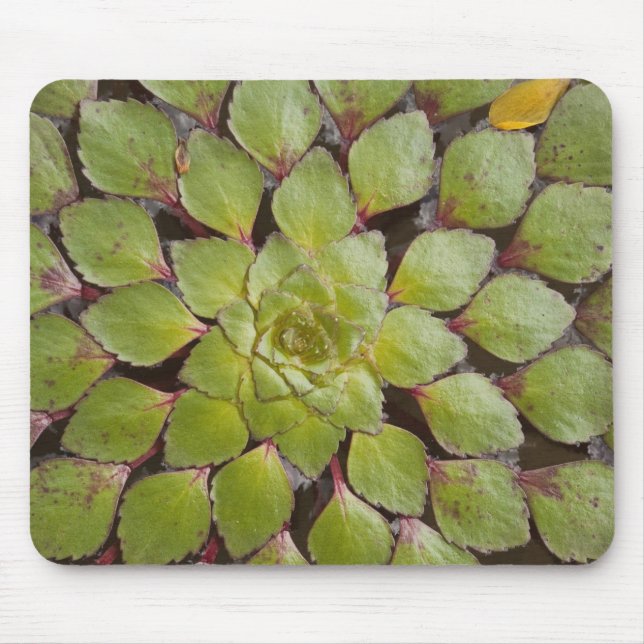 Aquatic Plants Rupununi, Guyana. Mouse Pad (Front)