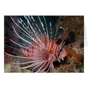 aquatic scenes lionfish