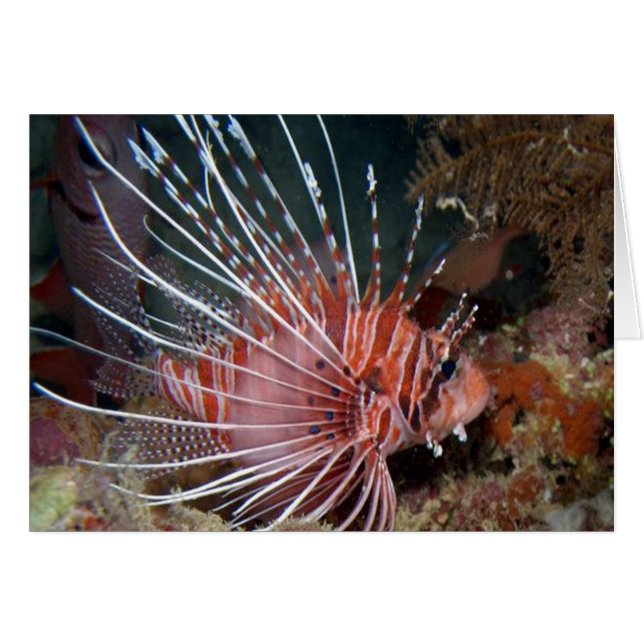 aquatic scenes lionfish (Front Horizontal)