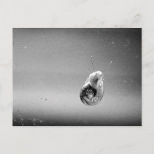 Aquatic Snail In Soft Greys Postcard