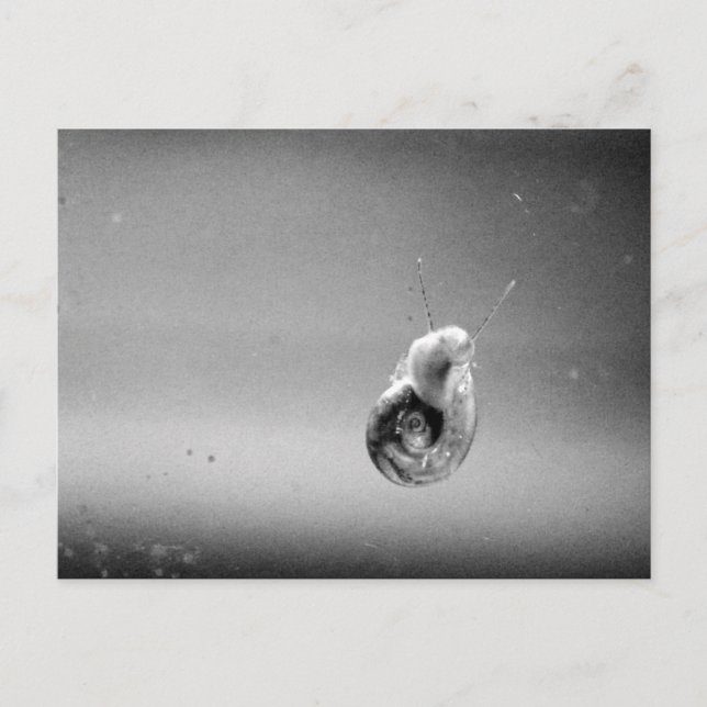 Aquatic Snail In Soft Greys Postcard (Front)