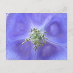 Aquilegia Flower Postcard
