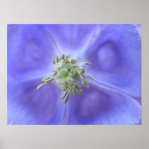 Aquilegia Flower Print