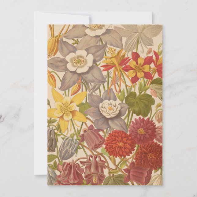 Aquilegia | George Nicholson (Front)