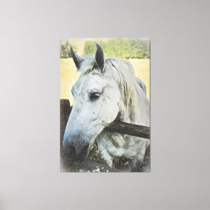 *~* AR22 White Horse over Fence Equine Canvas Print