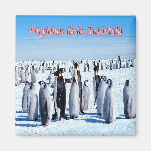 AR - Argentina - Penguins in Antarctica Magnet