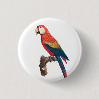 Ara Canga Parrot