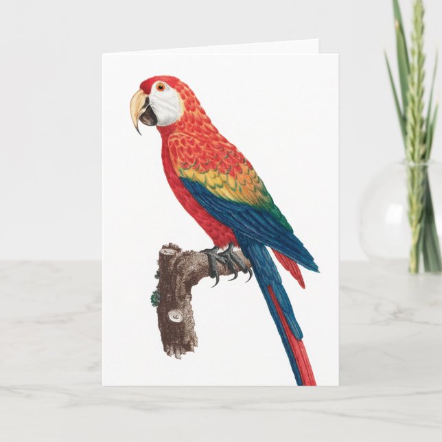 Ara Canga Parrot Card (Front)