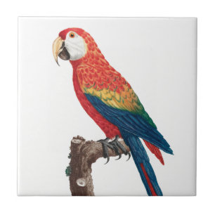 Ara Canga Parrot Ceramic Tile