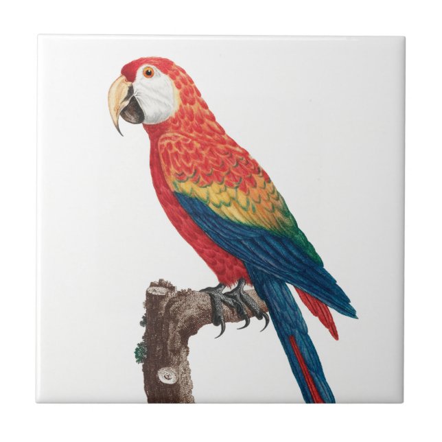 Ara Canga Parrot Ceramic Tile (Front)