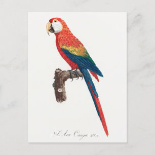 Ara Canga Parrot Postcard