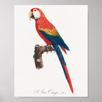 Ara Canga Parrot