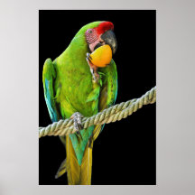 Ara Militaris Green Parrot