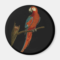 Ara parrot magnet