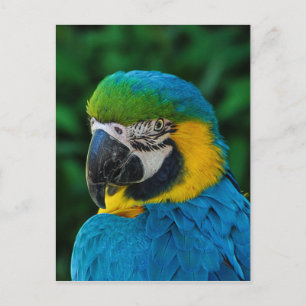 Ara Parrot Postcard