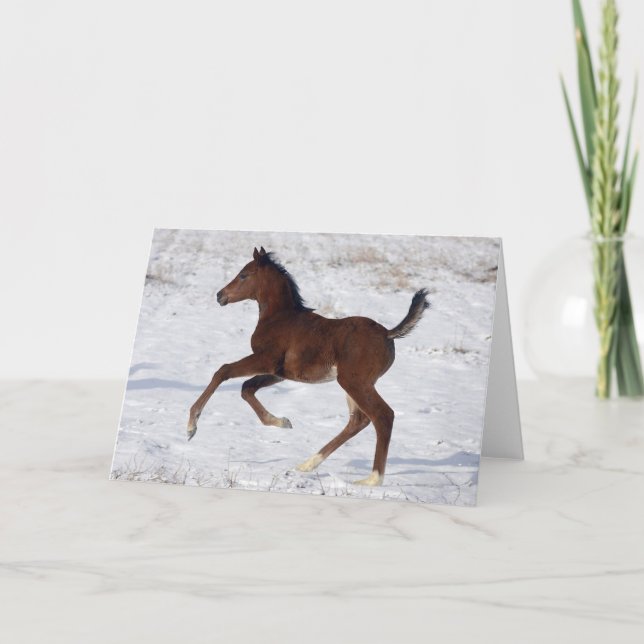Arab Foal in the Snow Card (Front)