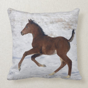 Arab Foal in the Snow Cushion
